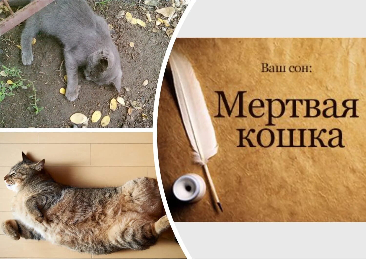 К чему снятся мертвые кошки. Сонник кормить кошек