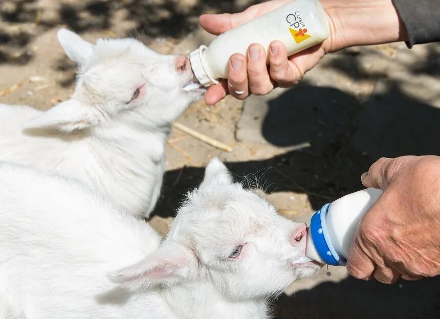 Дают ли молоко козлята. Козленок пьет молоко. Бутылочка для козлят. Козленка с бутылочки. Бутылочки для кормления козлят.