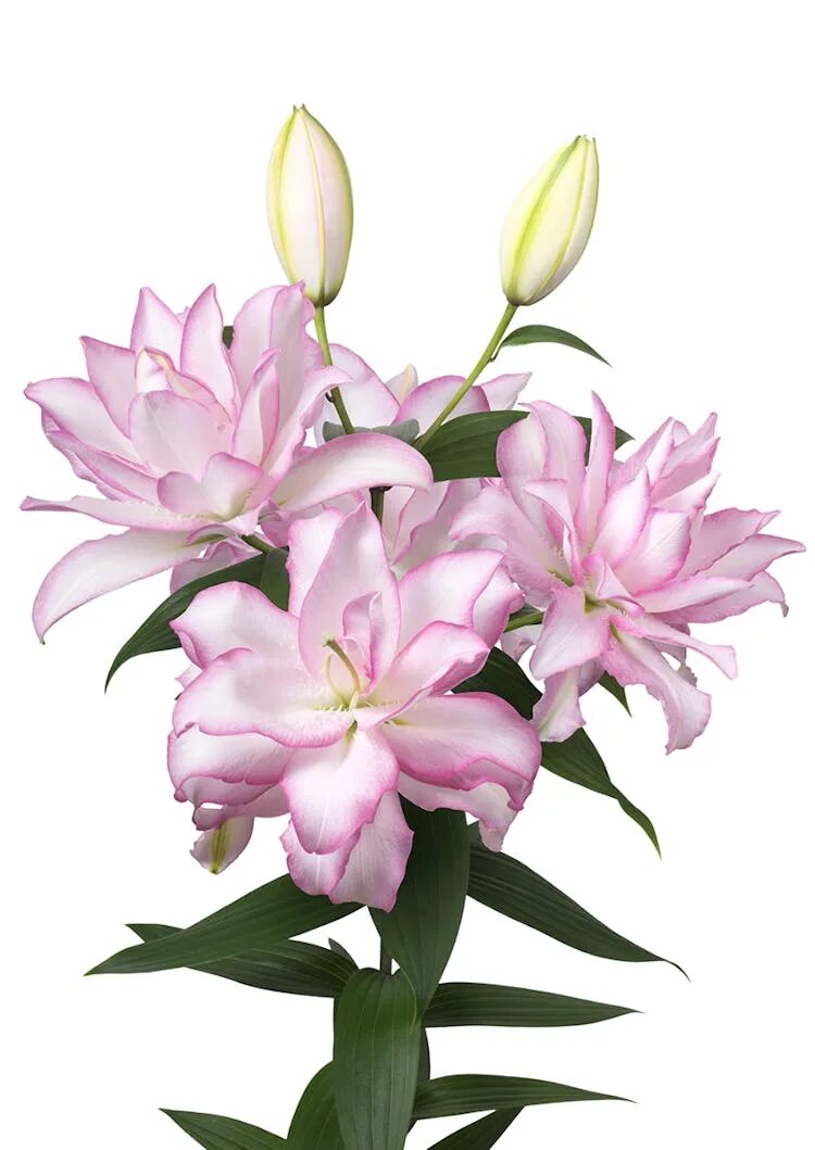Roselily аннушка. Лилия roselily аннушка. Лилия роузлили талита. Лилия roselily флоретта. Roselily аннушка.