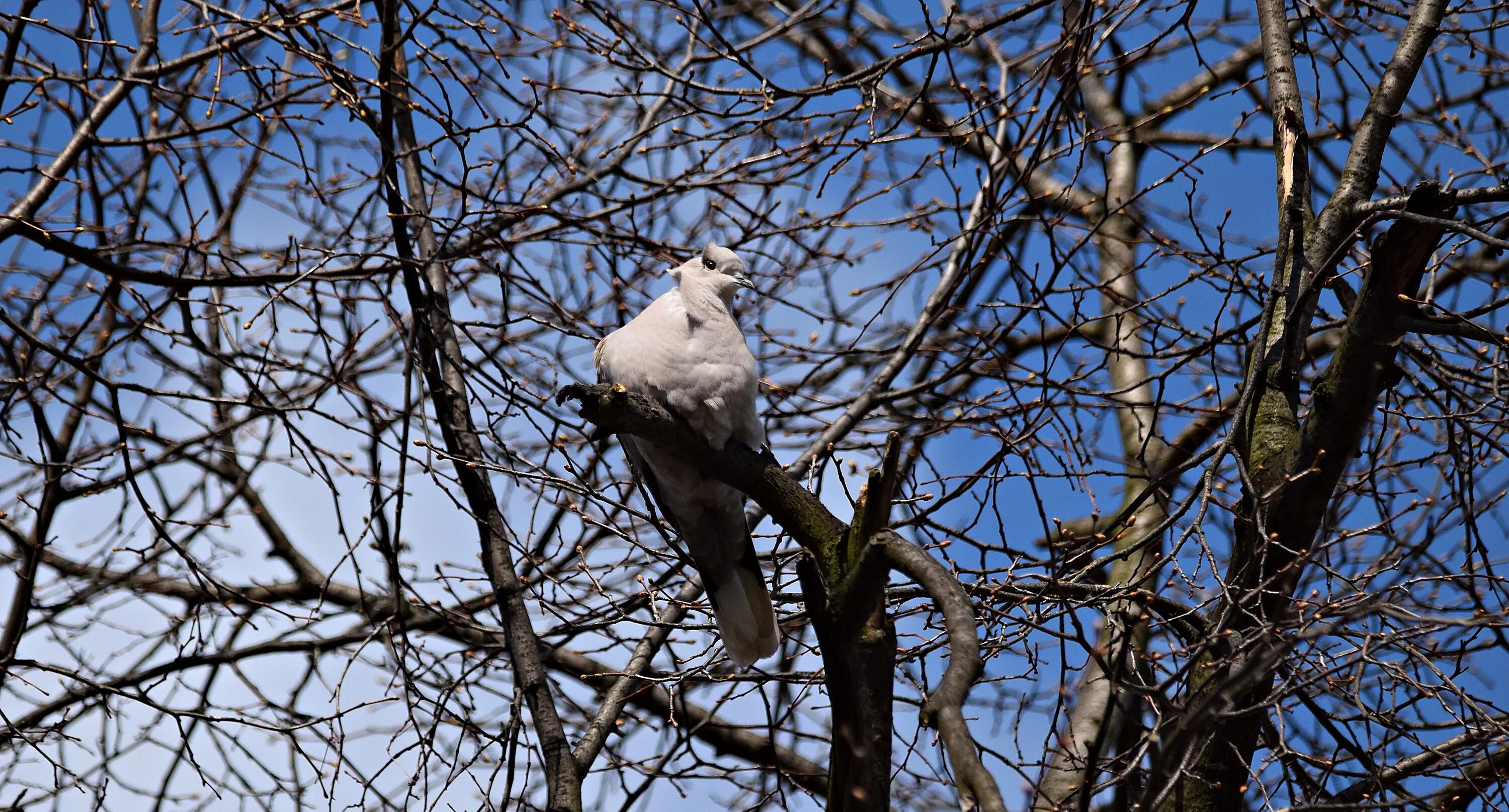 Птицы дерево начинающему. Птица под деревом. Большая птица на дереве. Птицы на дереве фото. Дерево Дикие птицы.