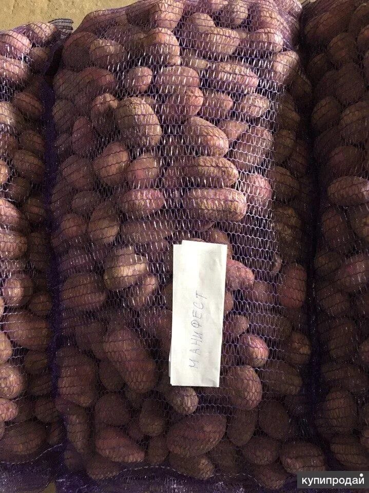 Свекла в мешках. Компоненты пенополиуретана. Картофель опт. Сетки картофеля на складе. Картофель крупный в сетке.