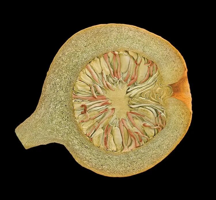 Кожура плодов. Семена растений под микроскопом. Фрукты под микроскопом. Плоды под микроскопом.