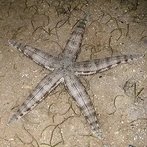Морское беспозвоночное животное 7 букв