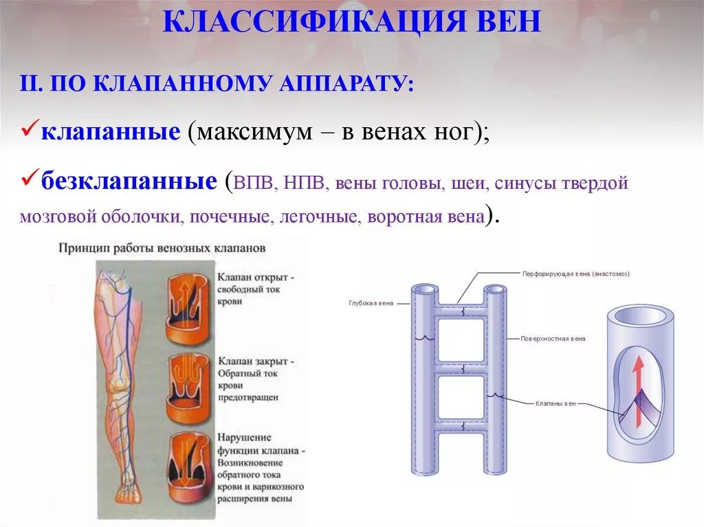 Клапаны имеют артерии и вены. Вены классификация строение. Вены классификация анатомия. Опишите строение клапанного аппарата вен.. Классификация вен по клапанному аппарату.