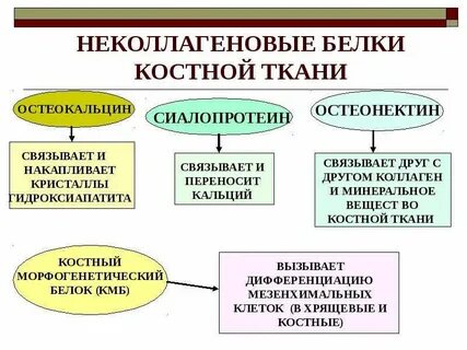 Основной белок костной ткани