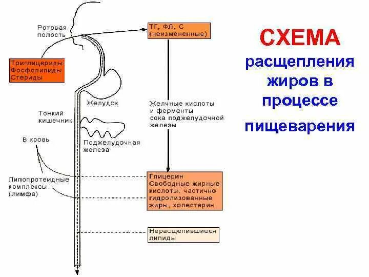 Схема переваривания углеводов в ЖКТ. Схема переваривания углеводов биохимия. Схема всасывания желчных кислот. Всасывание углеводов 8 класс.