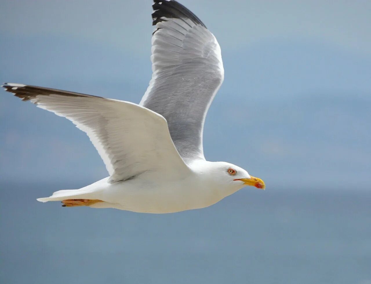 Альбатрос, баклан, серебристая чайка. Чайк. Чайк. Большая черноспинная чайка. Большая морская чайка.