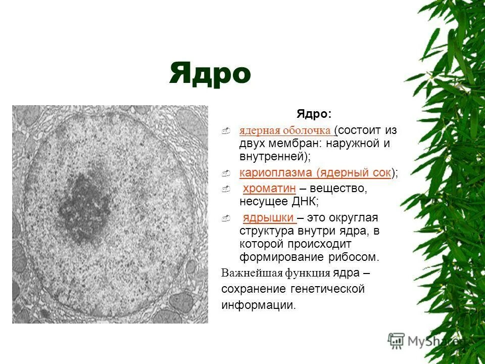 Внутреннее содержимое кариоплазма. Внутреннее содержимое кариоплазма