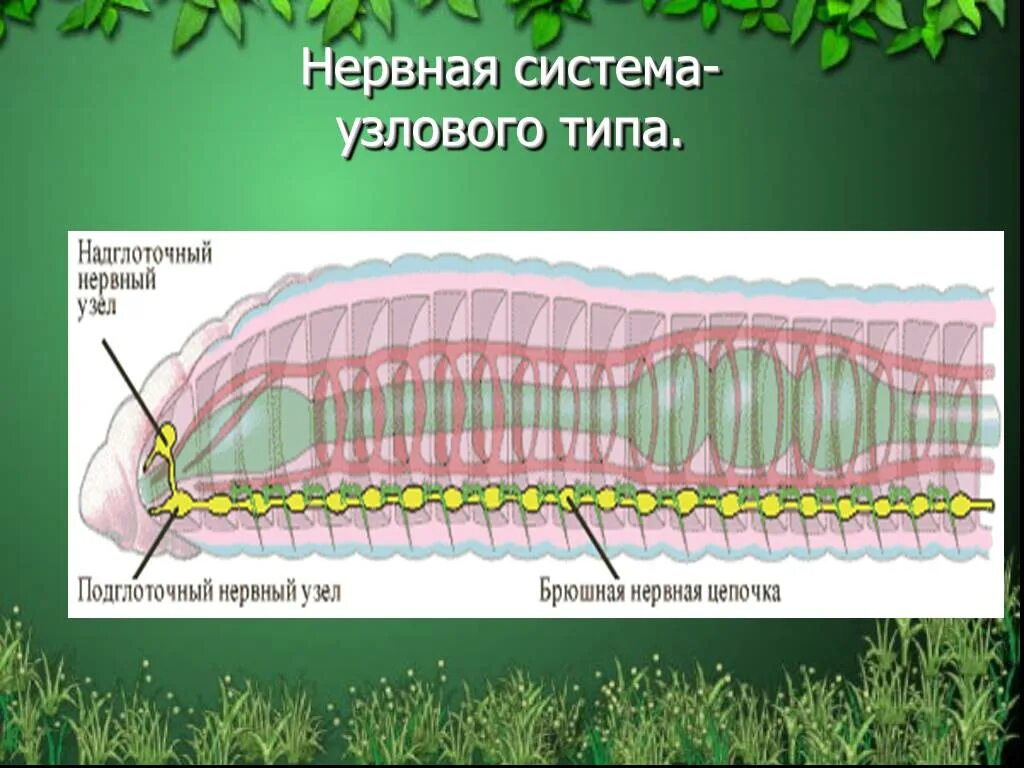 Имеет разбросанно узловую нервную систему. Узловая система у кольчатых червей. Узловая нервная система у кольчатых червей. Нефридии у червей дождевых. Кольчатые черви метанефридии.