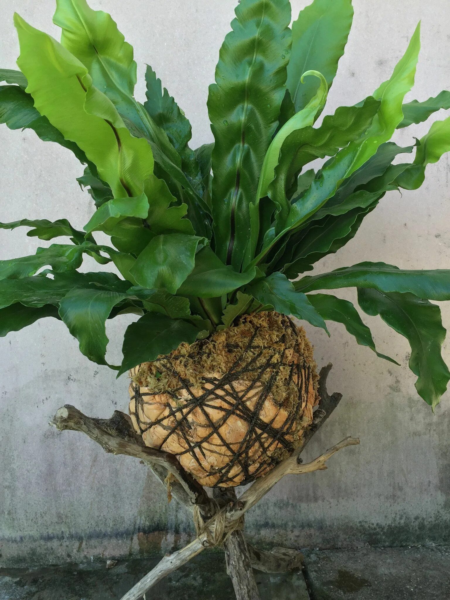 Plant nest. Асплениум Нидус. Asplenium Nidus/асплениум Нидус. Асплениум Кампио. Асплениум campio.