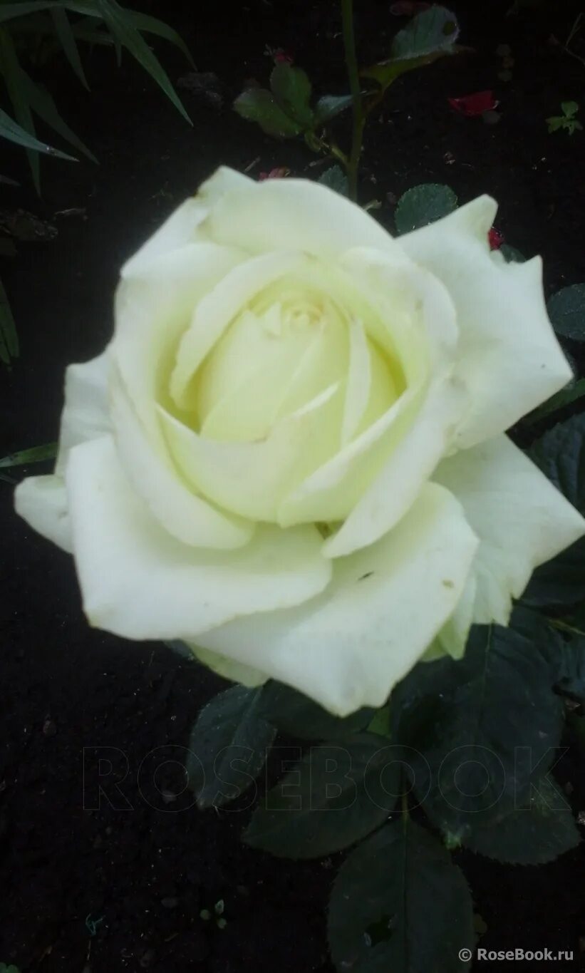 саженцы роз подворье. подворье саженцы розы. розы сибири каталог саженцы. осетинские розы подворье. каталог роз 2021.