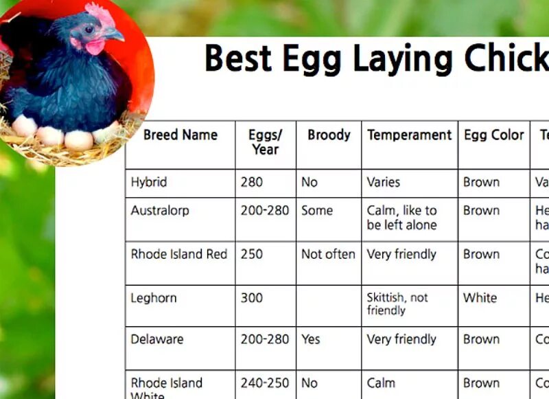 Кур перевод на русский. Chicken laying Eggs. Chicken Chart. Chicken lays Eggs. Coloured Eggs from some Breeds of Chicken.