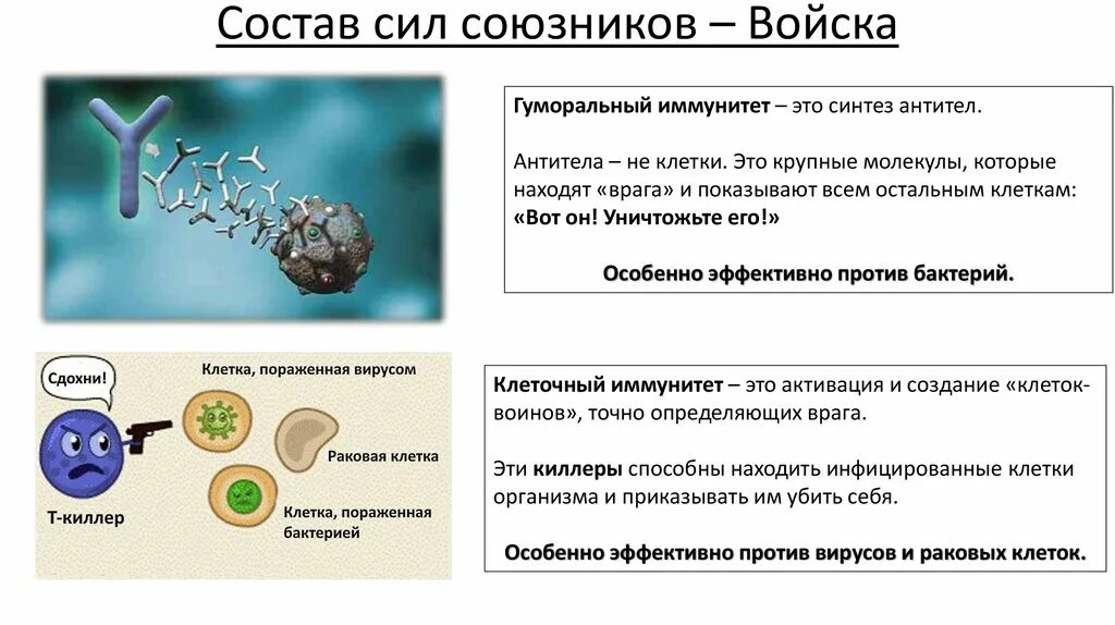 Иммунитет 8 класс биология. Иммунитет 10 класс биология. Механизмы иммунитета 8 класс. Клеточный и гуморальный иммунитет биология.