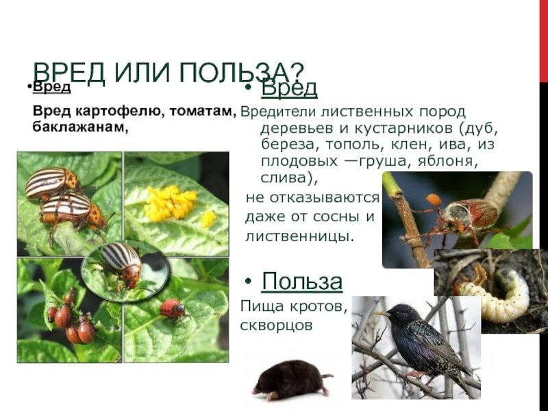 Сообщение о полезных и вредных насекомых. Полезные и вредные насекомые для человека. Польза и вред насекомых. Польза от насекомых.