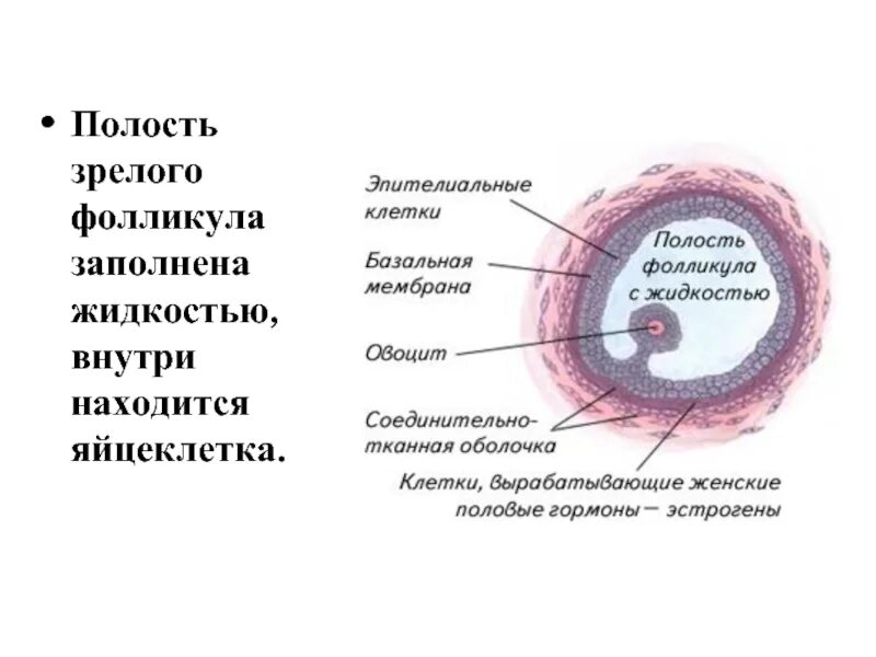 Находится в фолликуле. Строение фолликула яичника. Яйцеклетка. Яйцеклетка в фолликуле.