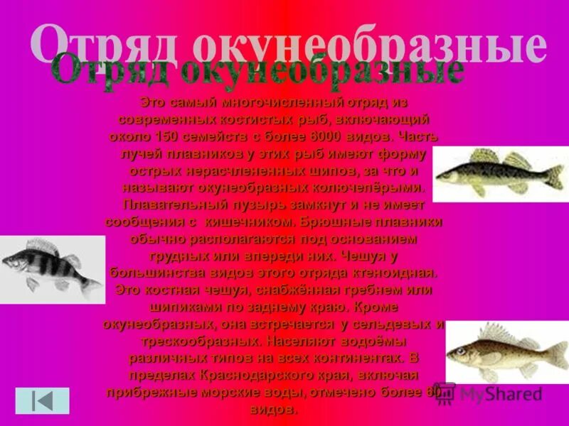 отряд окунеобразные представители. костные рыбы окунеобразные. окунеобразные рыбы представители. отряд окунеобразные размножение. окунеобразные рыбы представители.