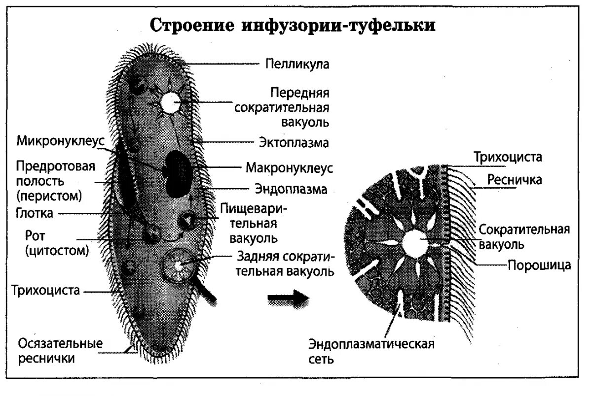 Инфузория туфелька Трихоцисты. Инфузория туфелька строение. Строение инфузории туфельки Трихоцисты. Инфузория туфелька строение Трихоцисты.