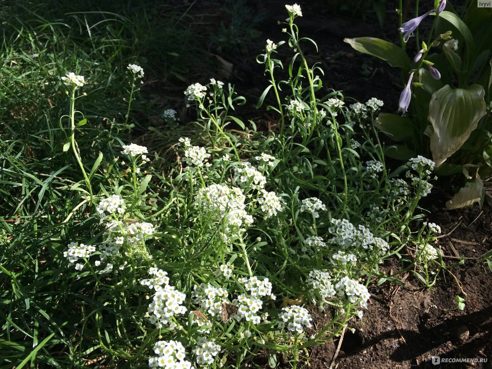 Алиссум лобулярия. Мэджик циклес микс. Алиссум мэджик циклес микс 0,1г редкие сорта. Лобулярия фото. Лобулярия морская ароматная микс.