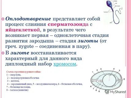 Ошибки оплодотворения