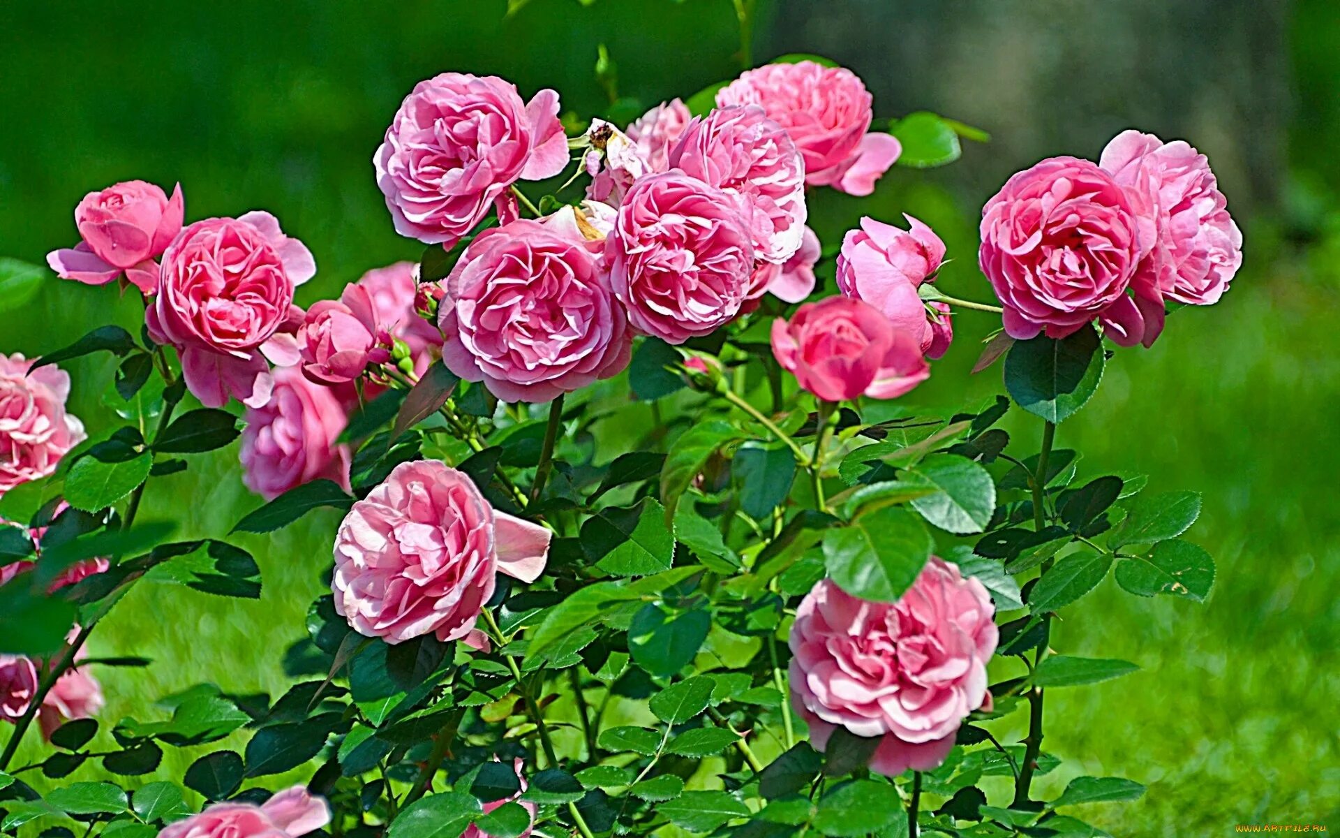 Куст розы. Ремонтантные розы. Розы красивые кусты роз