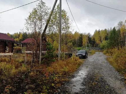 Красный адуй
