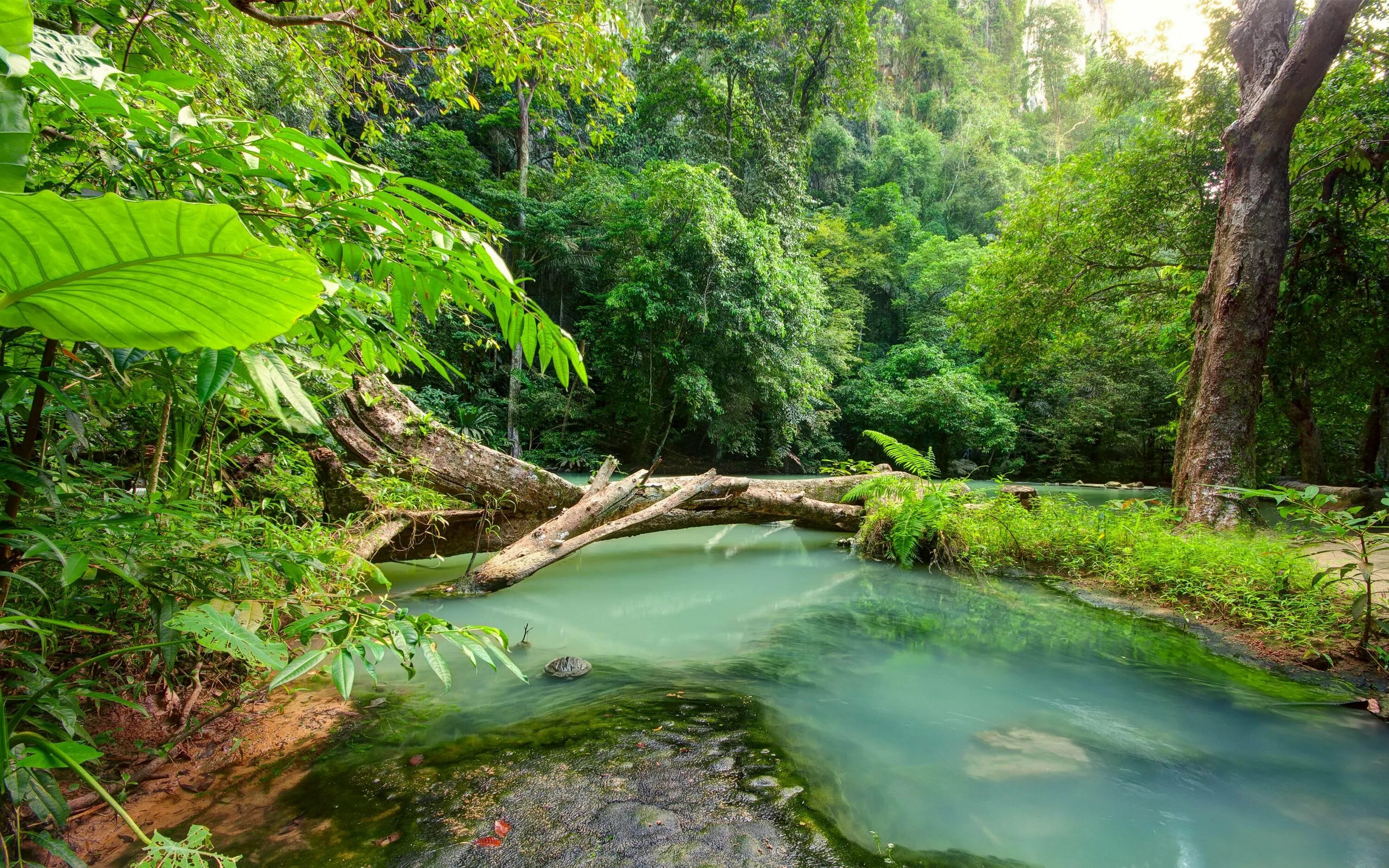 Дождевые тропические леса Австралии. Влажные леса тропические леса Австралии. Джунгли Геншин. Лес Дейнтри Австралия.