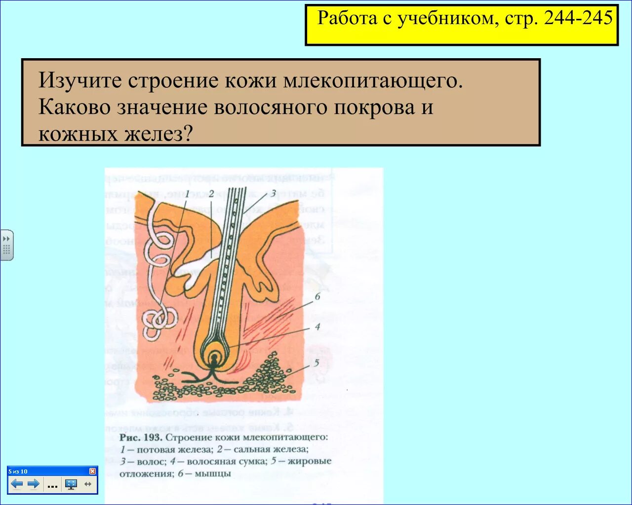 Какой кожный покров у млекопитающих. Строение кожи млекопитающих 8 класс. Строение кожи млекопитающих 7 класс. Строение кожи млекопитающих 7 класс биология рисунок. Строение кожи млекопитающих 7 класс биология.