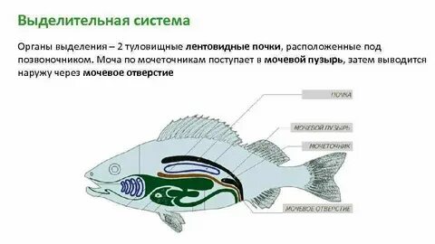 Органы выделения хрящевых рыб