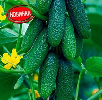 Огурцы сорт платоша