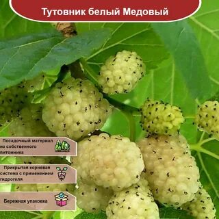 Как выглядит дерево тутовника