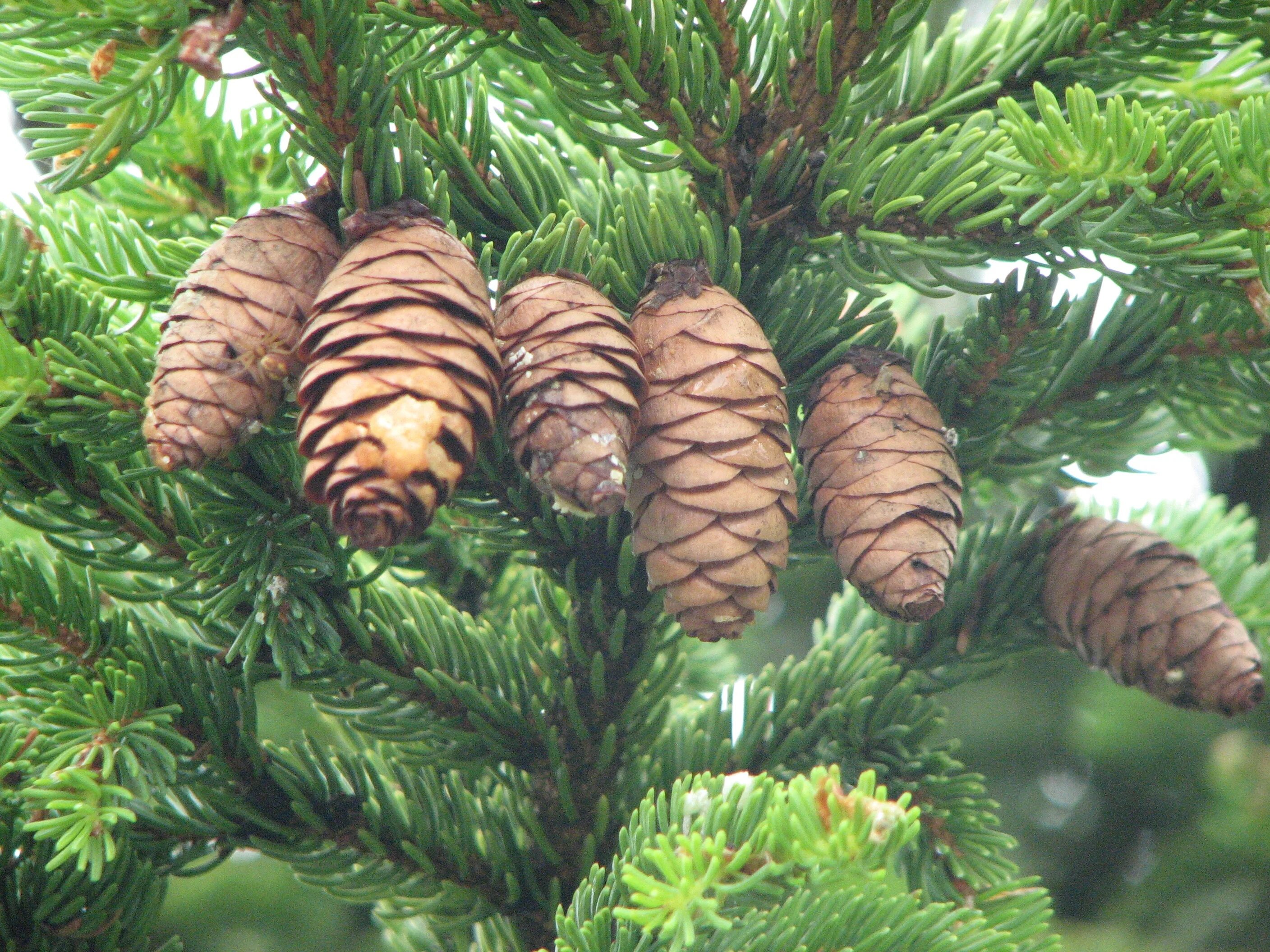 Ель Сибирская Picea obovata. Пихта Сибирская хвоинки. Псевдотсуга Мензиса. Плоды пихты сибирской.