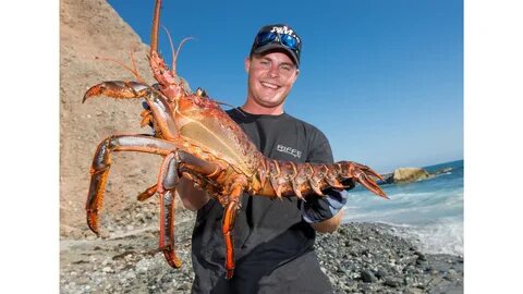 Lobster Fishing In Long Beach Ca - All About Fishing.
