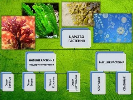 Низшие растения 7 класс биология конспект