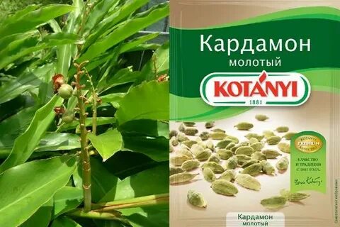 Нардамон