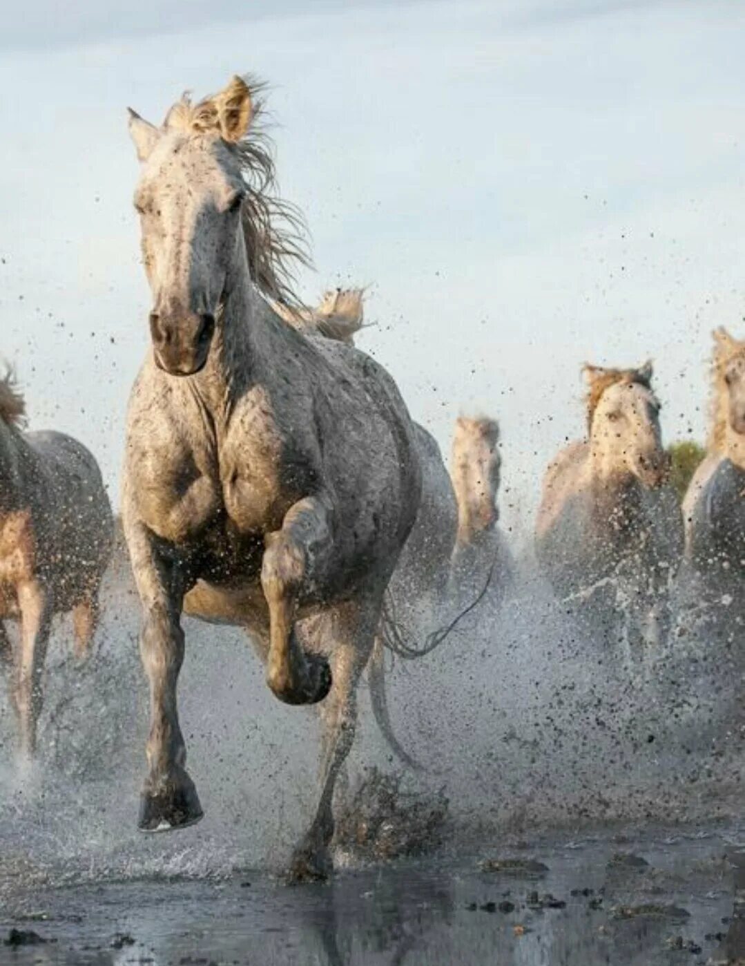 Убегающий конь. Лошадь бежит. Конь скачет. Лошадь скачет. Лошадь несется.