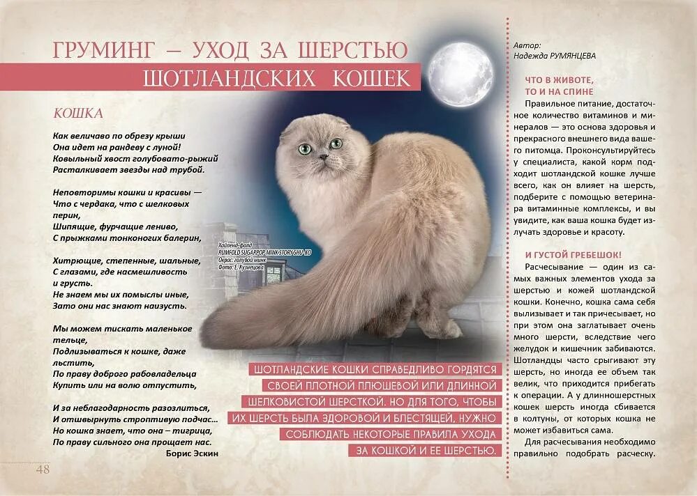 Что можно шотландским кошкам. Шотландская вислоухая кошка характер. Чем кормить котенка британца. Рацион котенка. Что можно шотландским кошкам.