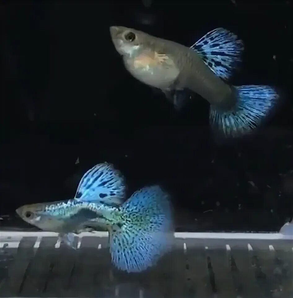 Blue Grass Super Bitg Dorsal ( Skyhawk) PLS CON... https://www.facebook.com/joe.