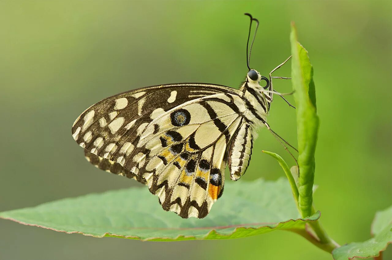 сколько ног у бабочки. сколько ног у бабочки. лапки бабочки. ноги бабочкой. лапки ц бабочек.