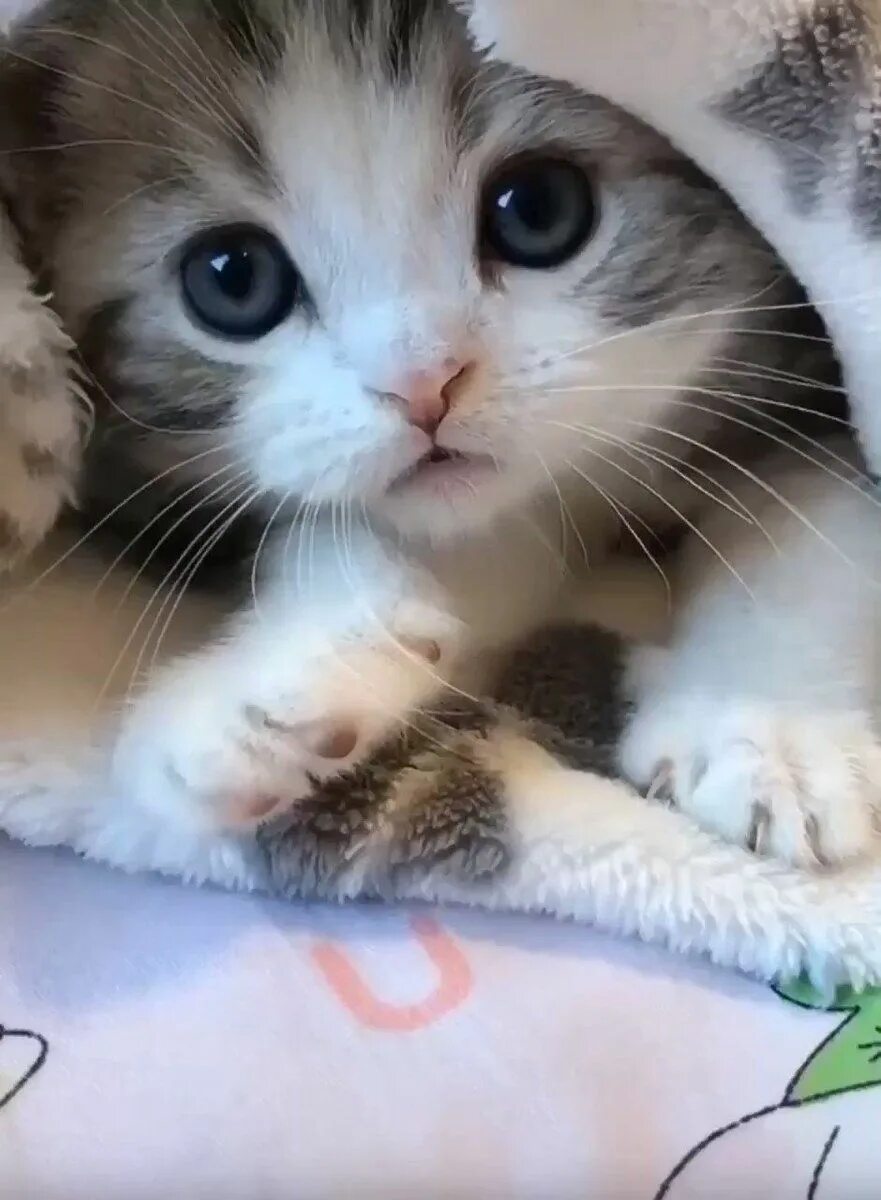 Милый кот. Милые котики. Милый кот. Cute cat me. Милые коты.