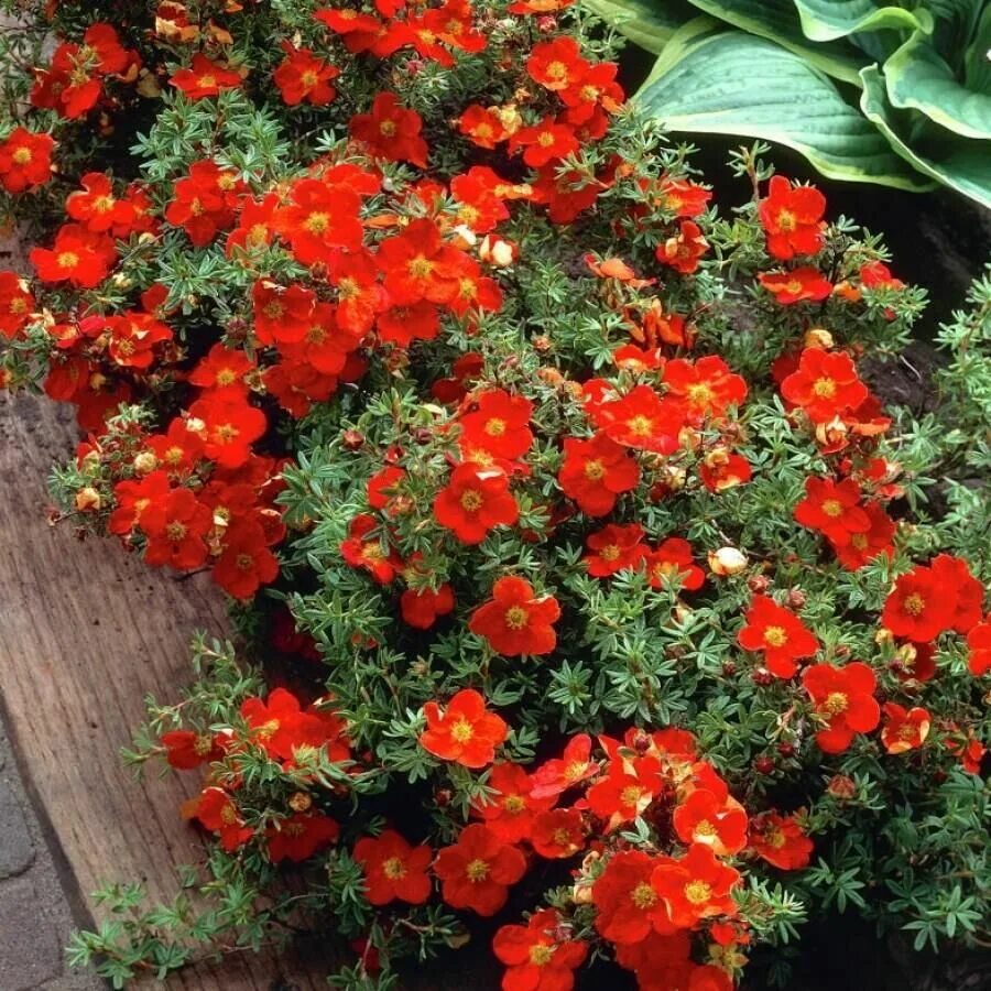 Лапчатка мэрион. Лапчатка кустарниковая red ace. лапчатка кустарниковая ред эйс. лапчатка кустарниковая red ace (ред айс). лапчатка кустарниковая red joker.