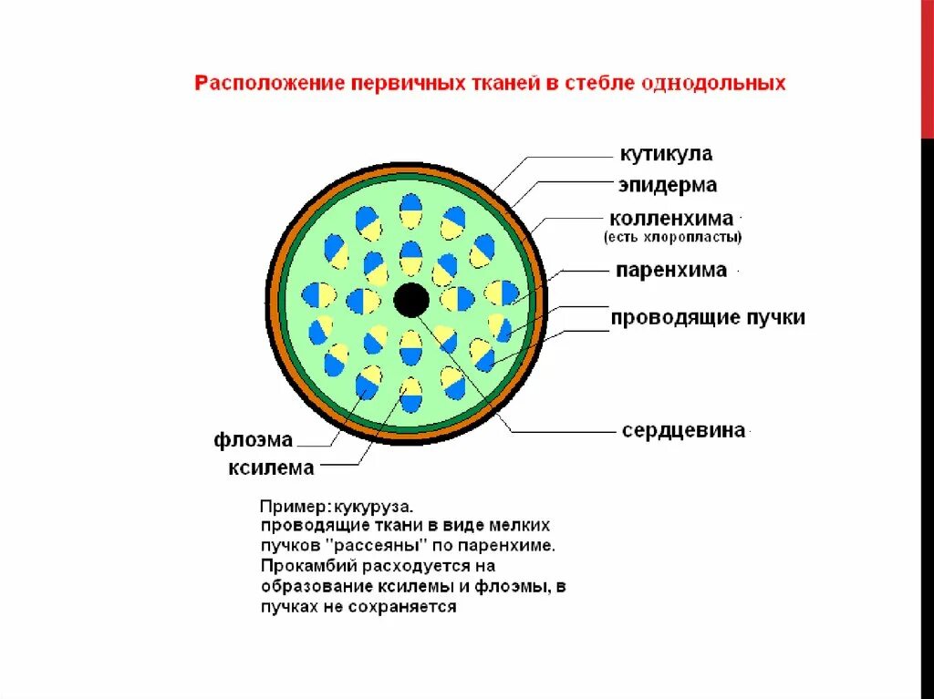 Сердцевина какая ткань у растений. Внутреннее строение стебля однодольных растений. Строение стебля однодольного растения срез. Первичное Анатомическое строение стебля однодольных. Вторичное строение стебля однодольных растений.