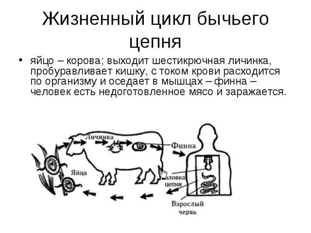 Цикл бычьего цепня кратко. Цикл развития бычьего цепня рисунок. жизненный цикл бычьего цепня схема. бычий цепень жизненный цикл схема. цикл развития бычьего цепня схема.