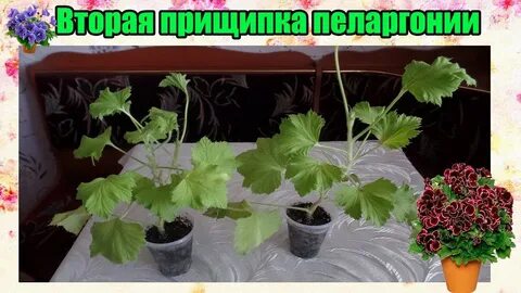 Герань в октябре