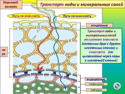 Какие процессы обеспечивают транспорт минеральных