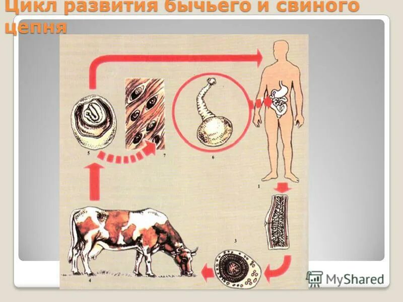 Жизненный цикл бычьего цепня начиная с яиц. Жизненный цикл бычьего цепня. Цикл развития бычьего цепня. Бычьи цепни цикл развития. Жизненный цикл развития свиного цепня.