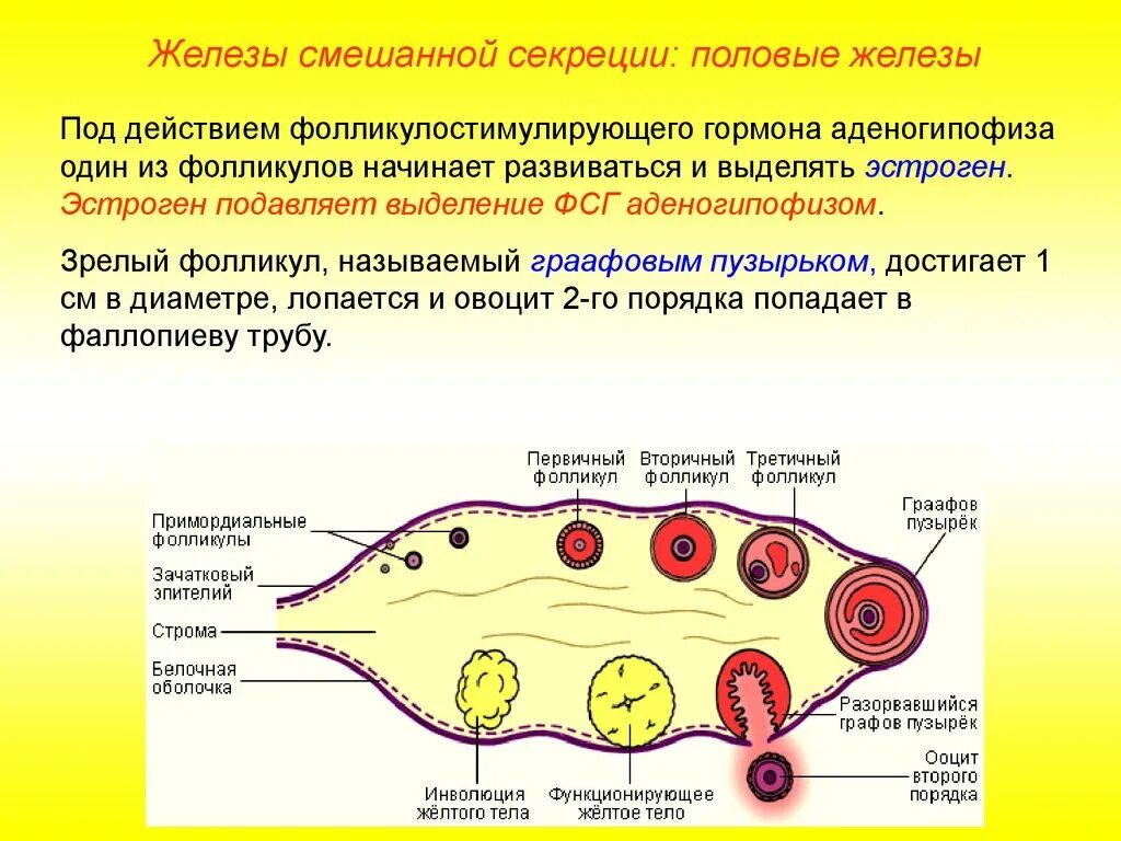 Что вырабатывают яичники. Секретируются гранулезными клетками фолликула эстрогены. Фолликул яичника вырабатывает гормон. Строение зрелого фолликула. Эстроген фолликул.