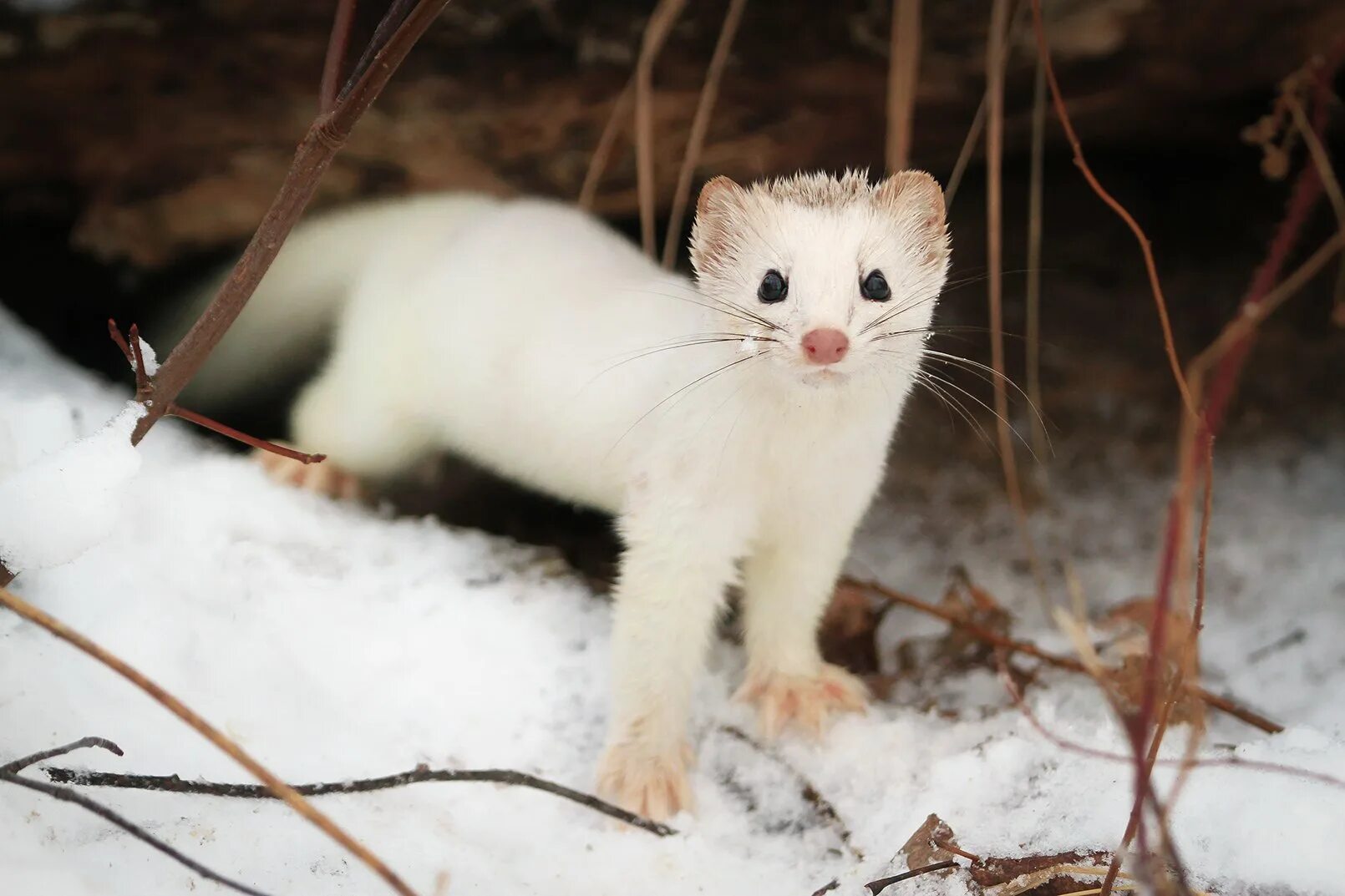 Американская норка домашняя. Европейская норка белая. Ласка хорек куница горностай норка. Соболь альбинос. Ласка норка хорёк горностай.