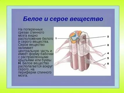 Особенности серого вещества