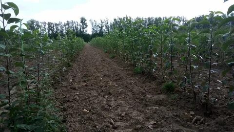 Питомник муромцево калужская область сайт