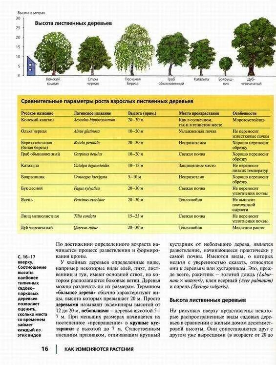Возраст деревьев таблица. Возраст деревьев таблица